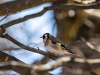 Stieglitz oder Distelfink